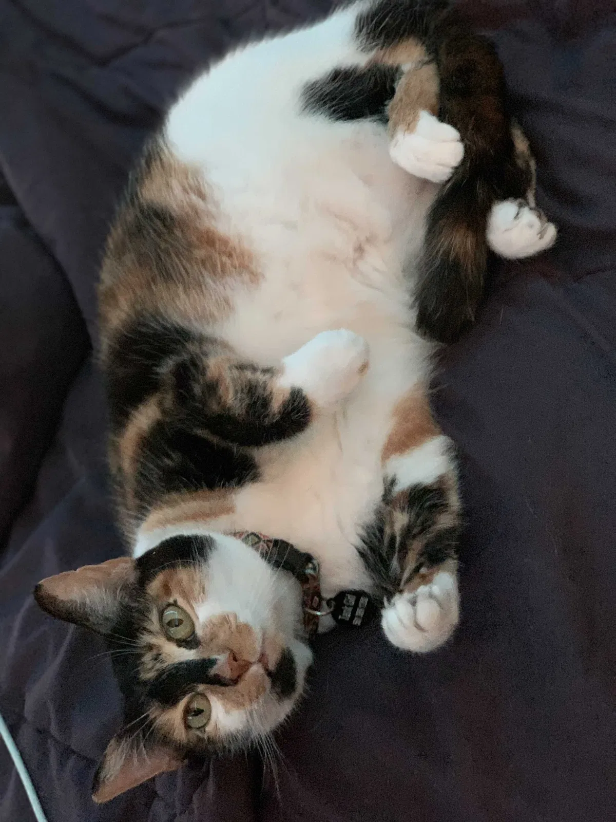 Lost cat in Lake Worth, FL, 33460