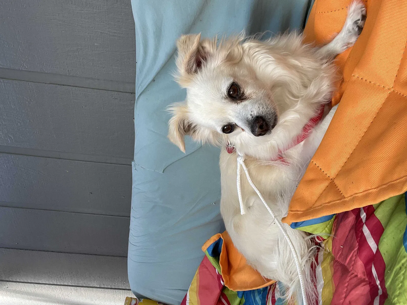 Lost dog in Sebastopol, CA, 95472
