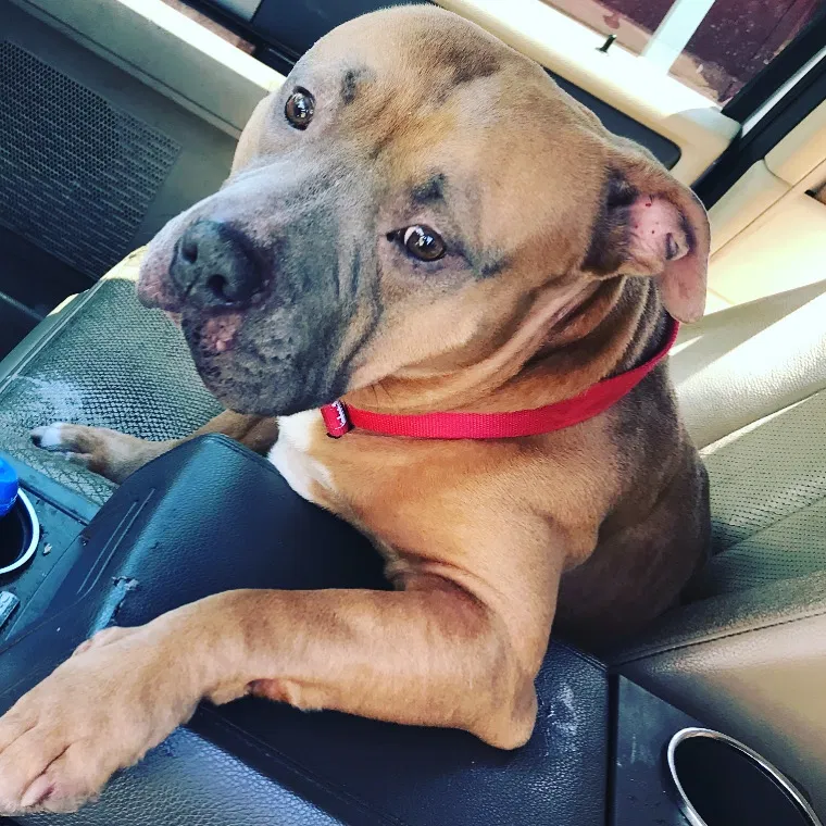 Lost dog in Pasadena, TX, 77506