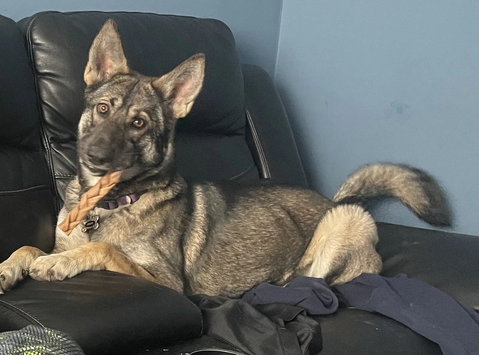 Lost dog in Detroit, MI, 48209