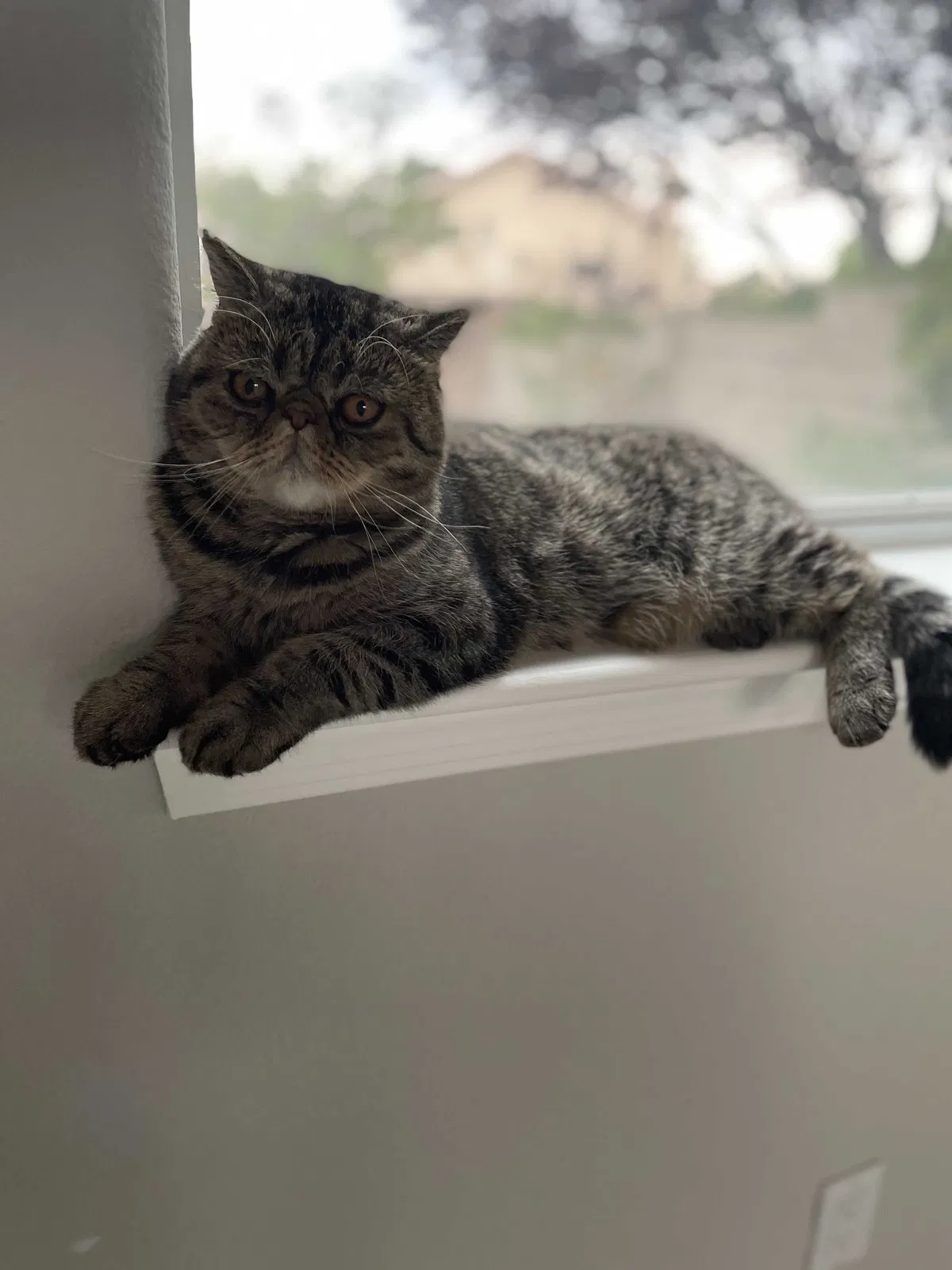 Lost cat in Albuquerque, NM, 87113