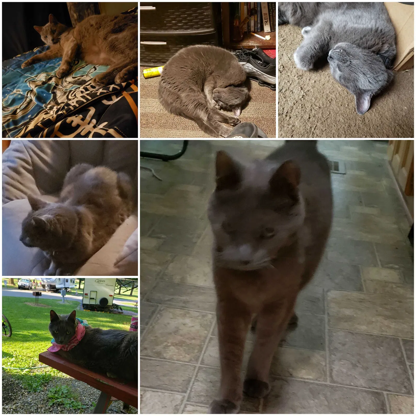 Lost cat in Dover, FL, 33527