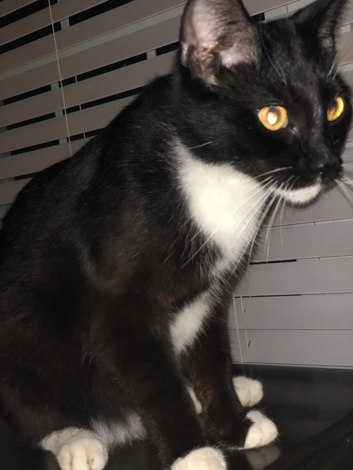 Lost cat in Mocksville, NC, 27028