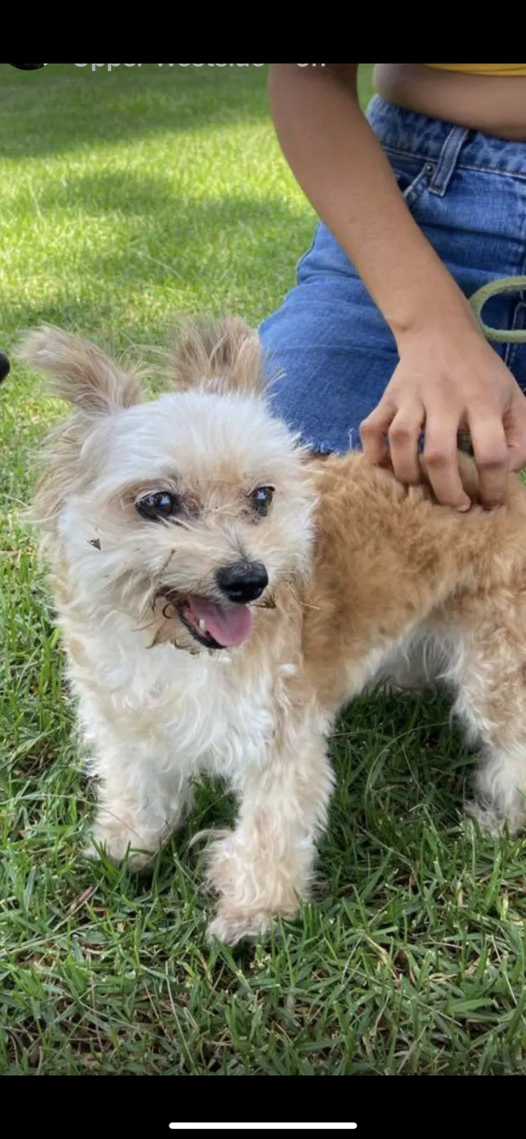 Lost dog in Long Beach, CA, 90810