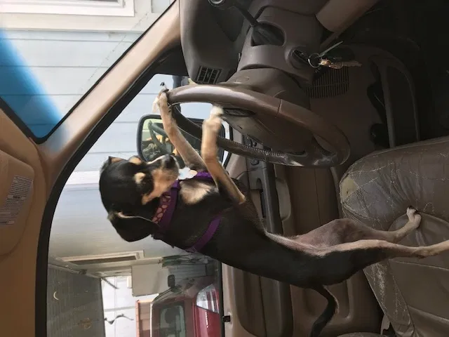 Lost dog in South San Francisco, CA, 94080