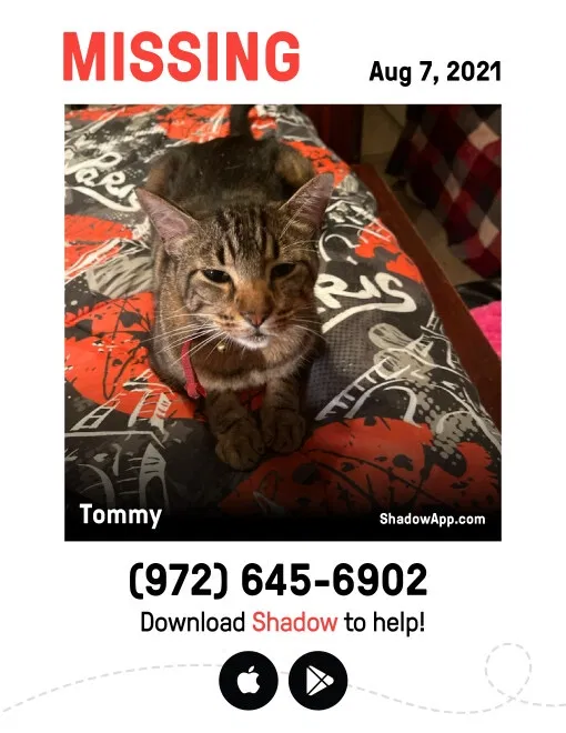 Lost cat in Fort Worth, TX, 76119