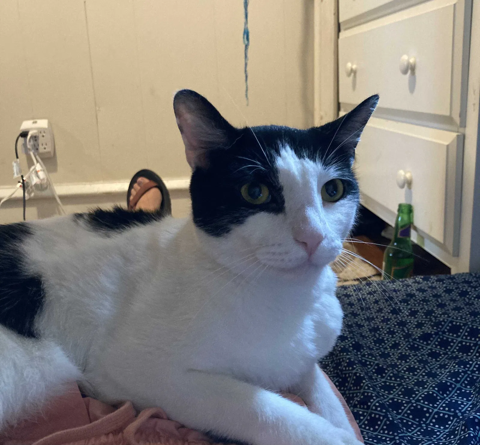 Lost cat in Vineland, NJ, 8360
