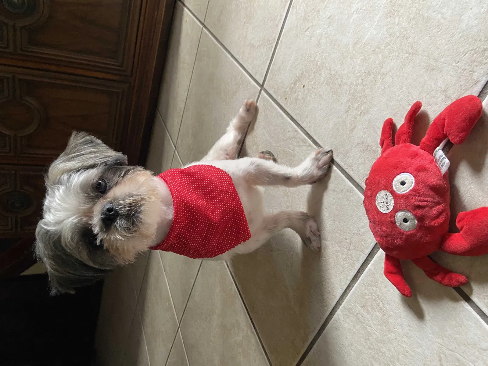 Lost dog in Pomona, CA, 91767