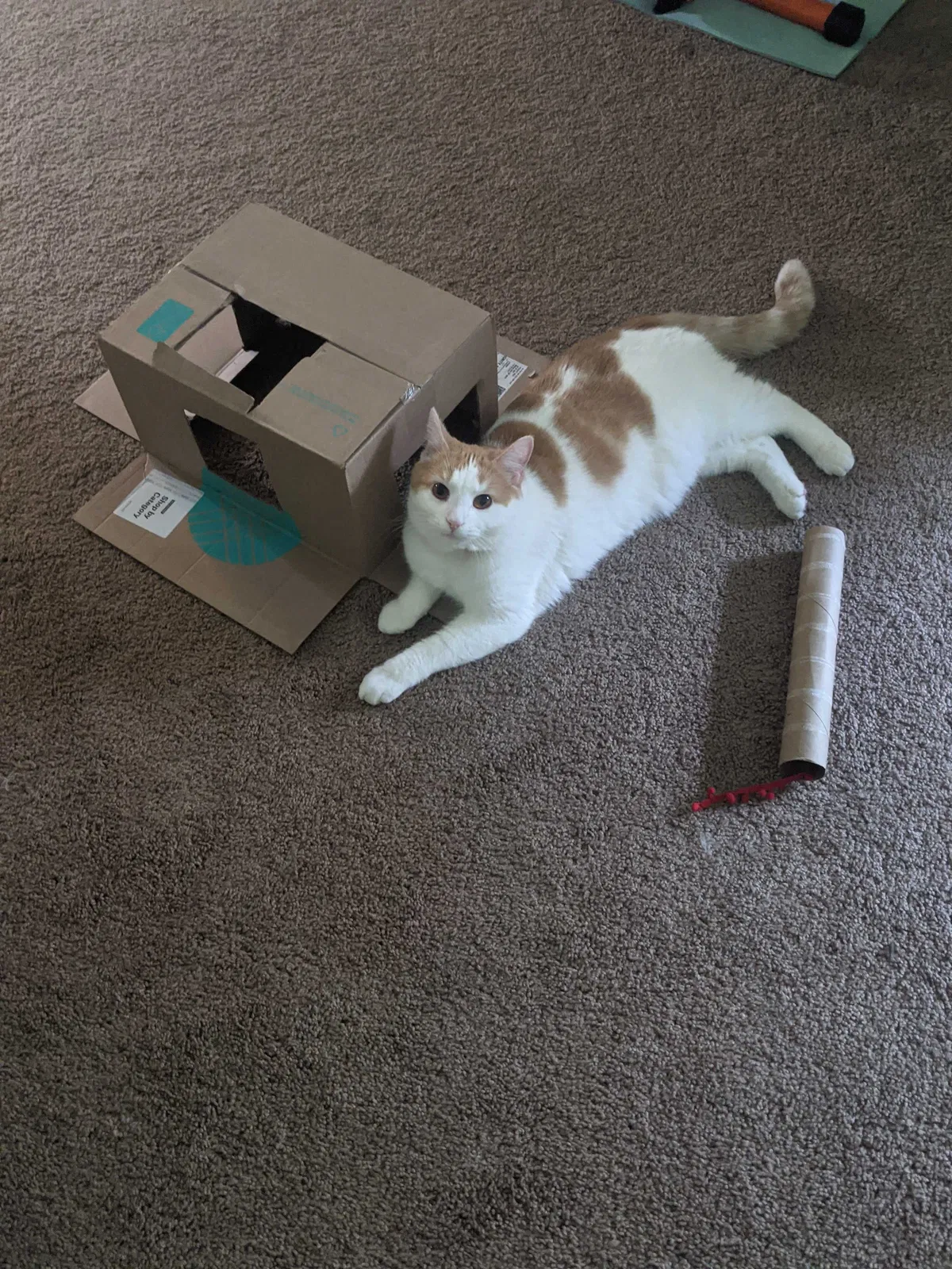 Lost cat in Minneapolis, MN, 55416