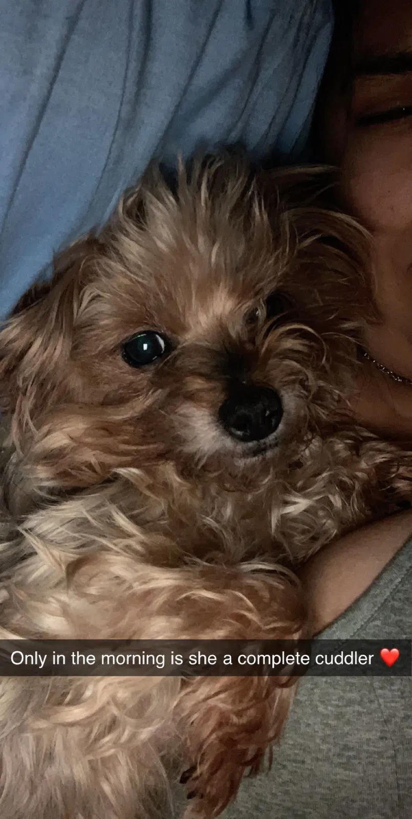 Lost dog in Corpus Christi, TX, 78415
