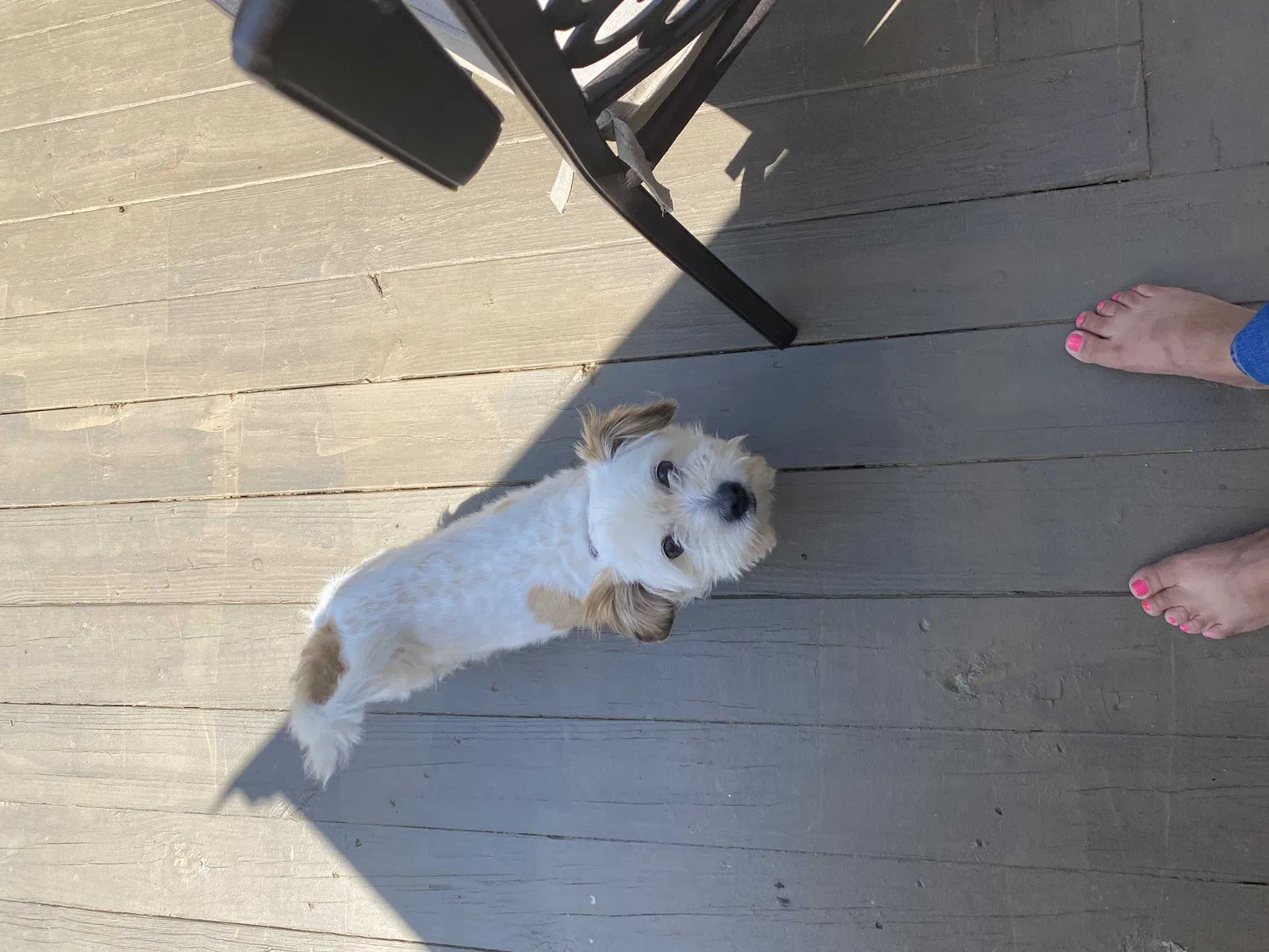 Lost dog in Cleveland, OH, 44128