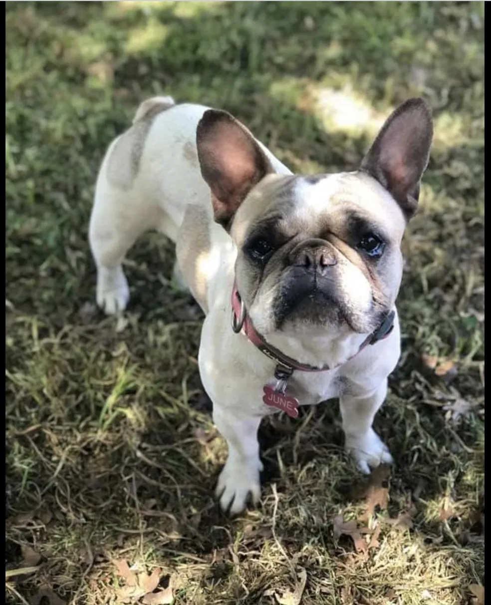 Lost dog in Lubbock, TX, 79413