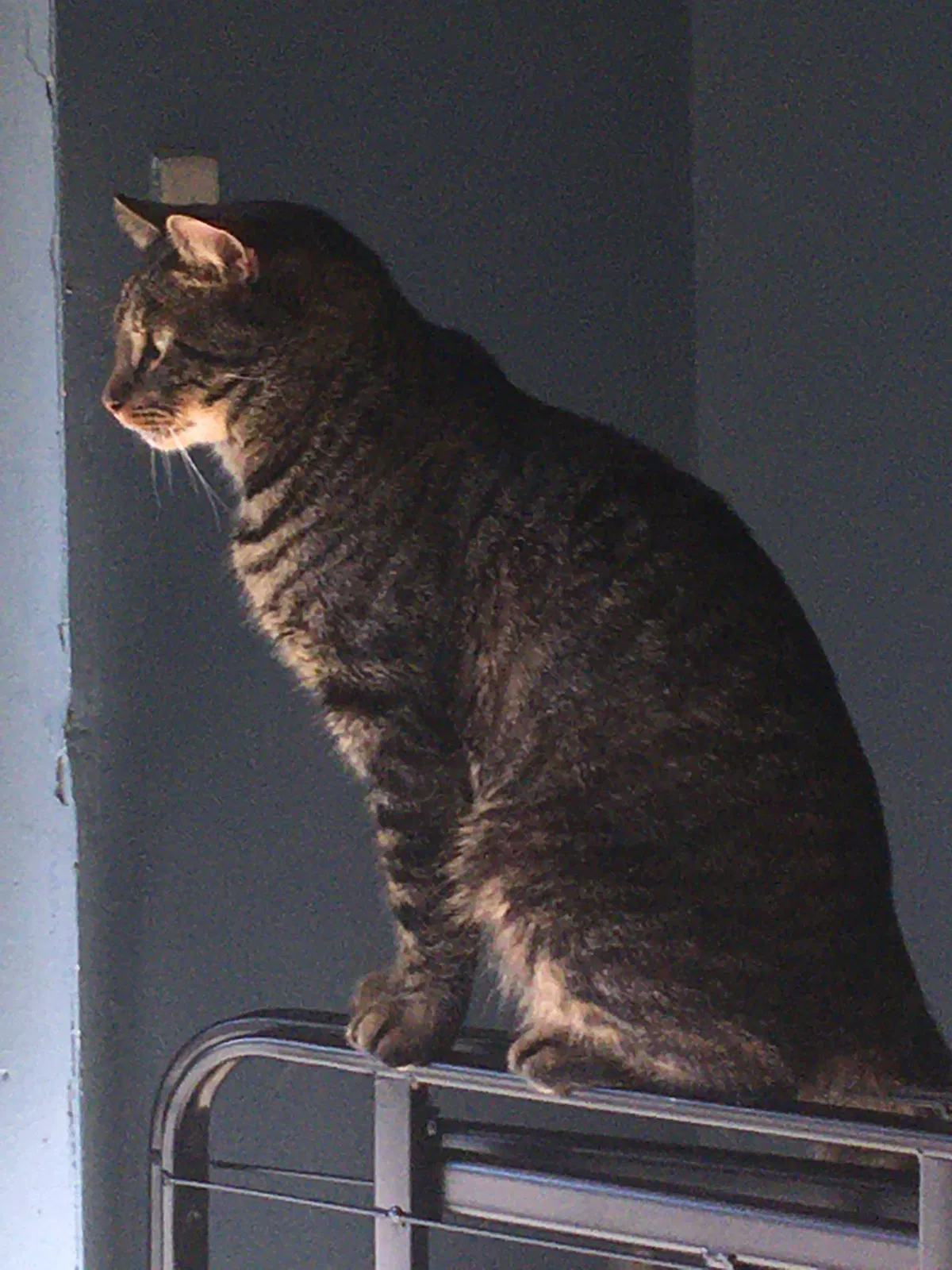 Lost cat in Lakeland, FL, 33813