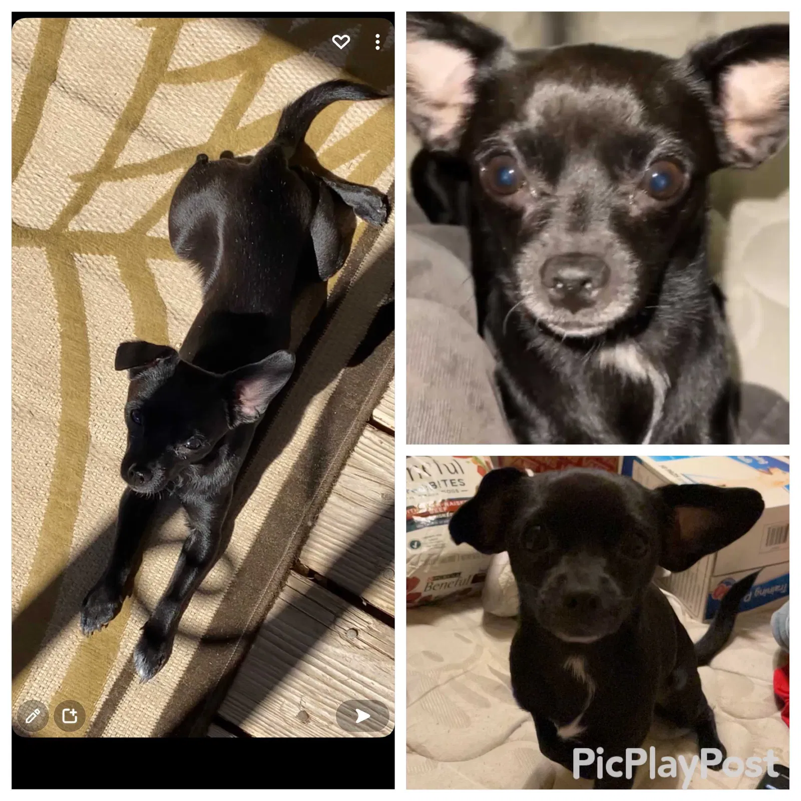 Lost dog in Mesa, AZ, 85204