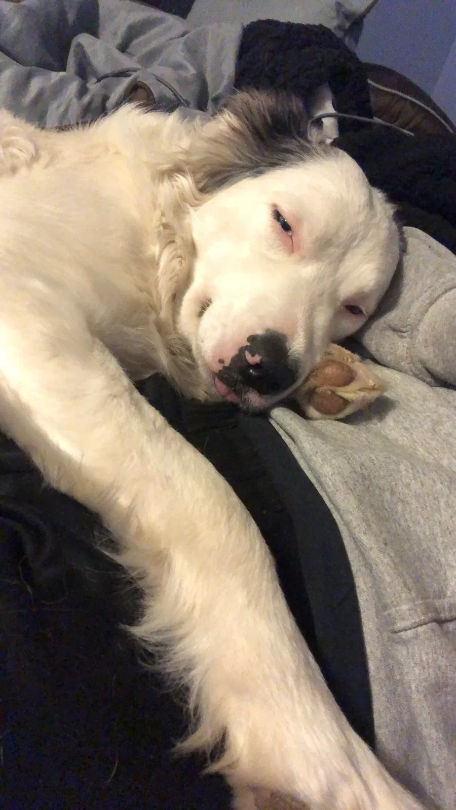 Lost dog in Whitewater, WI, 53190