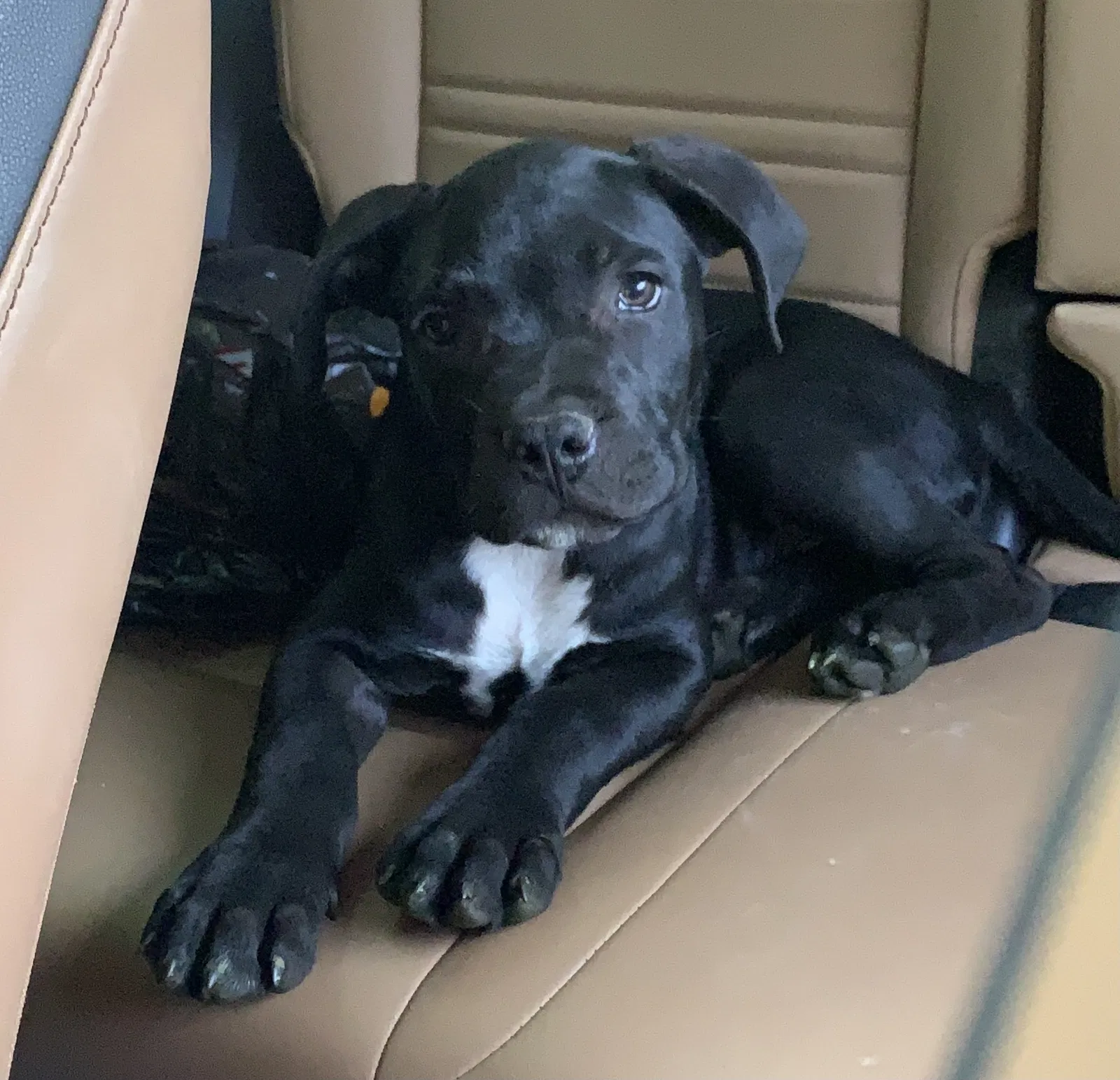 Lost dog in Wildwood, GA, 30757