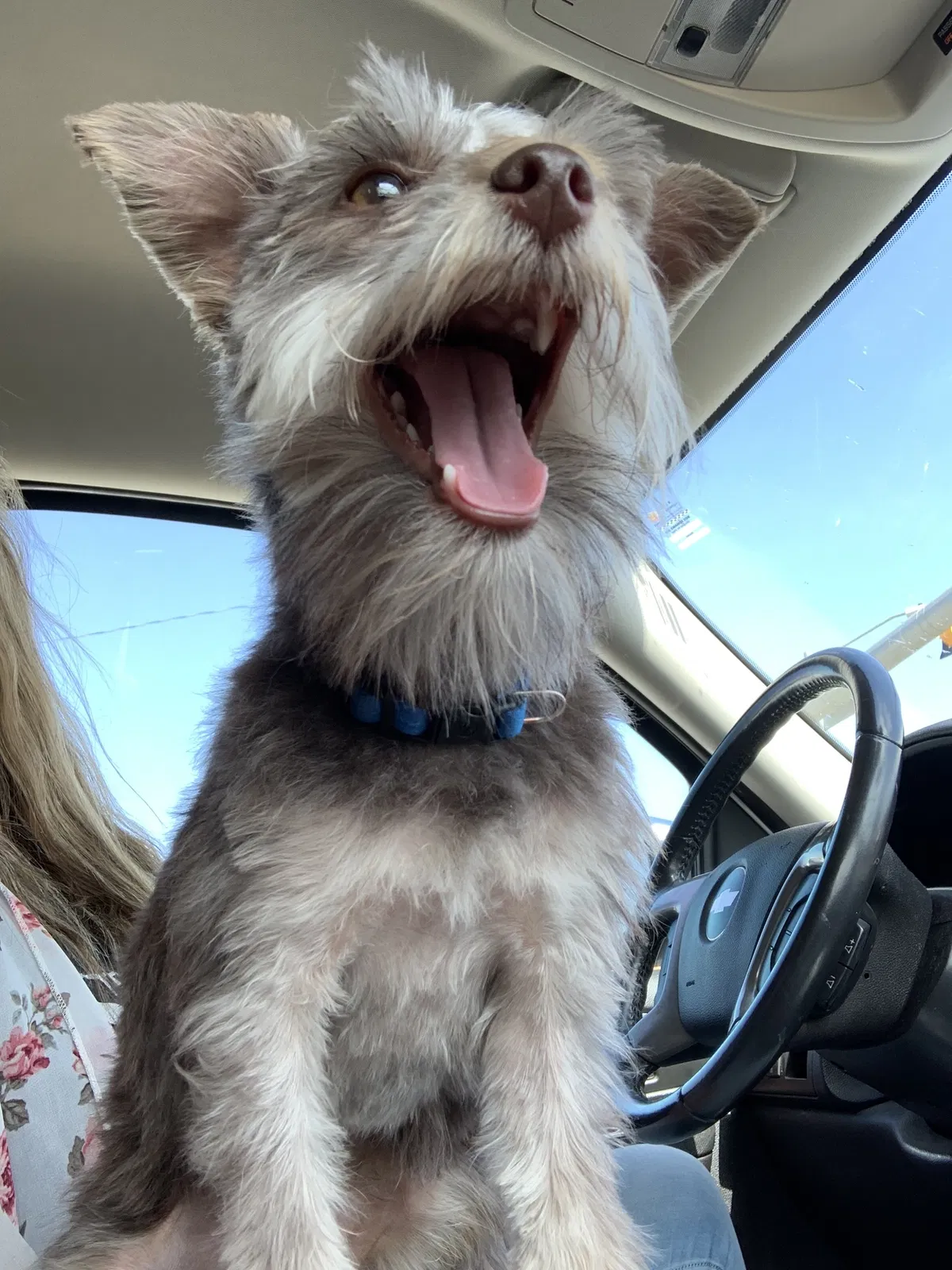 Lost dog in Lubbock, TX, 79423