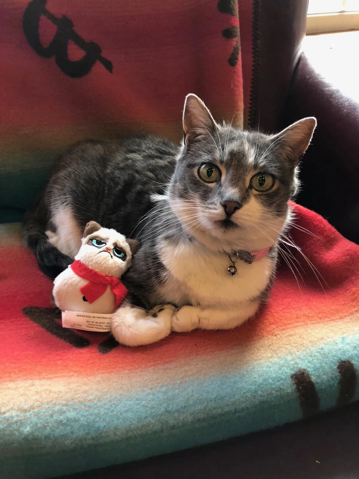 Lost cat in Vancouver, WA, 98686
