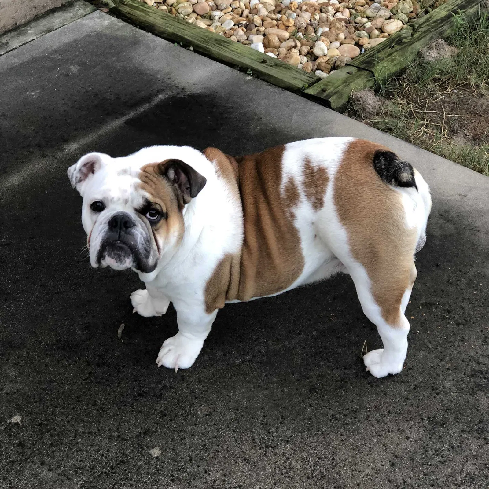 Lost dog in Alachua, FL, 32615