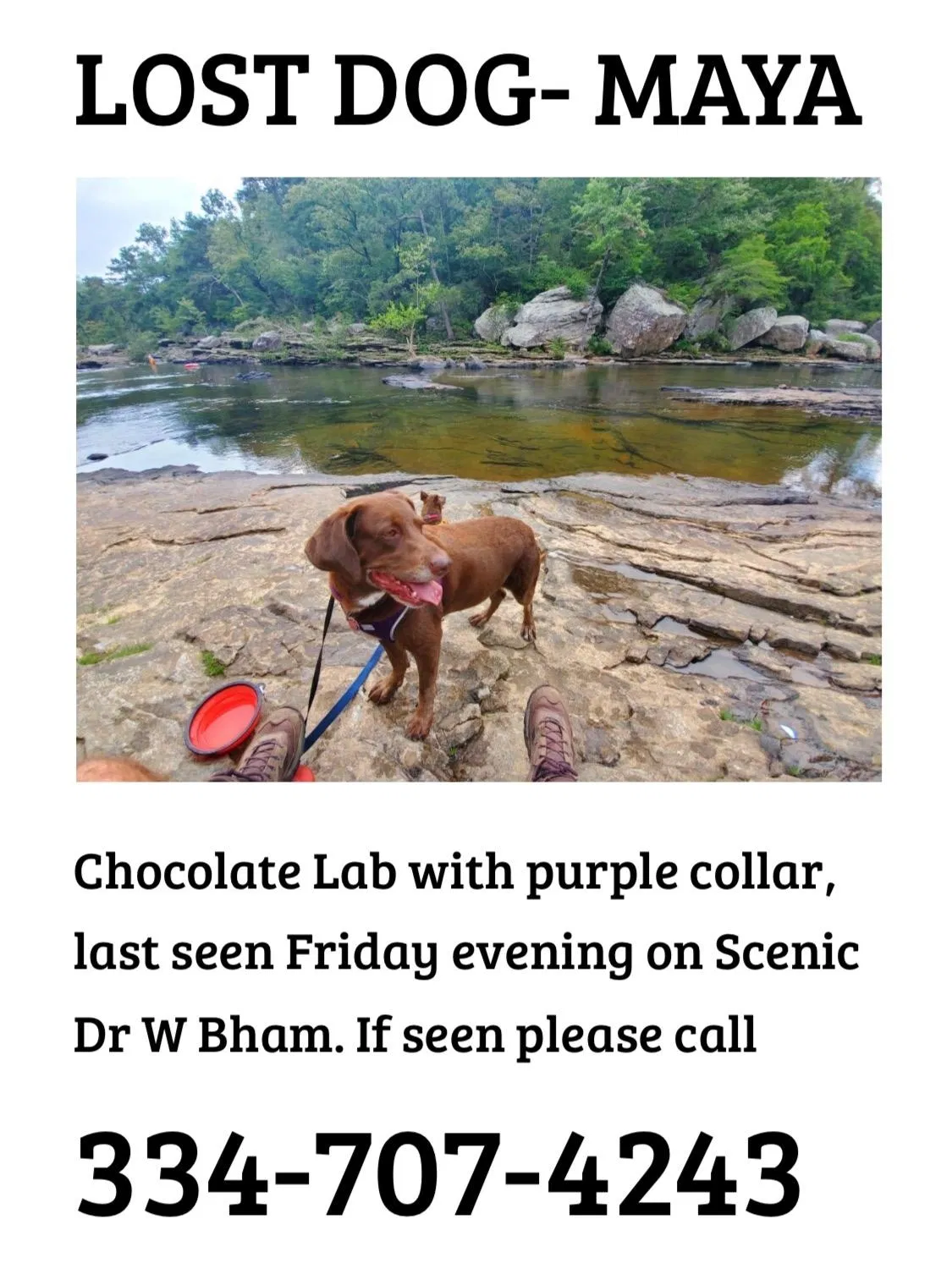 Lost dog in Birmingham, AL, 35210
