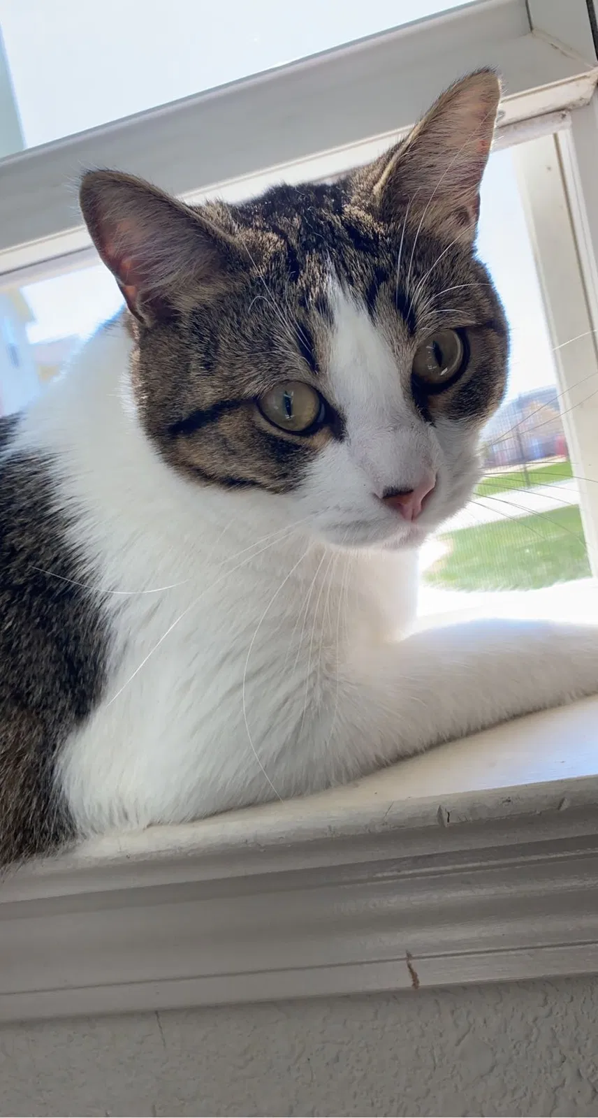 Lost cat in Topeka, KS, 66614