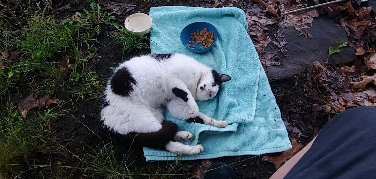 Found cat in Charleston, WV, 25312