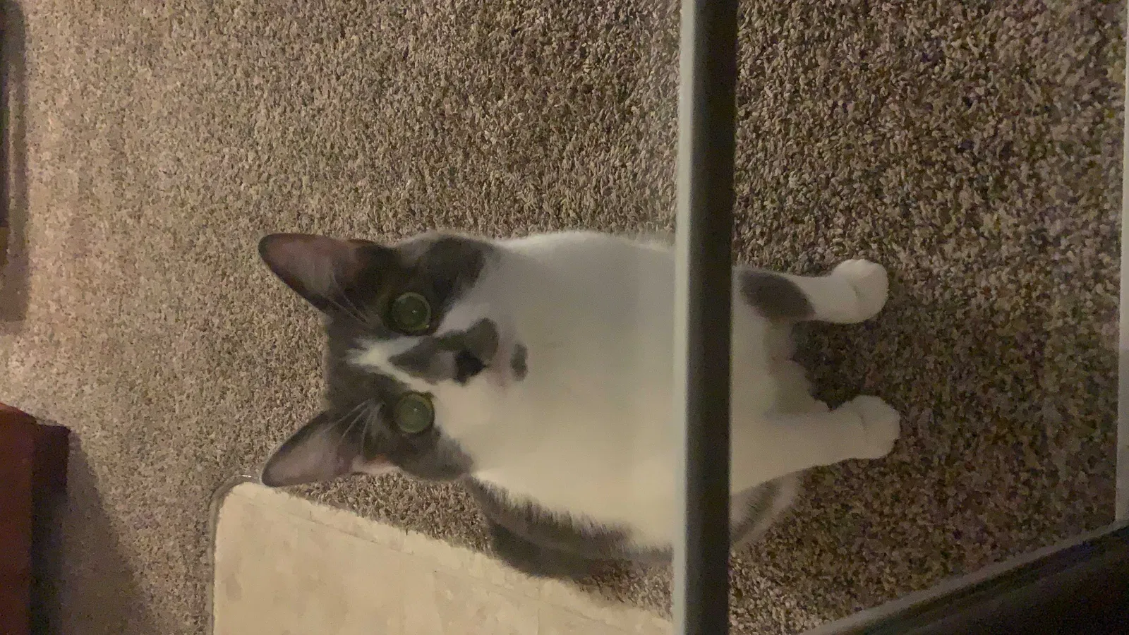 Lost cat in Fort Collins, CO, 80521