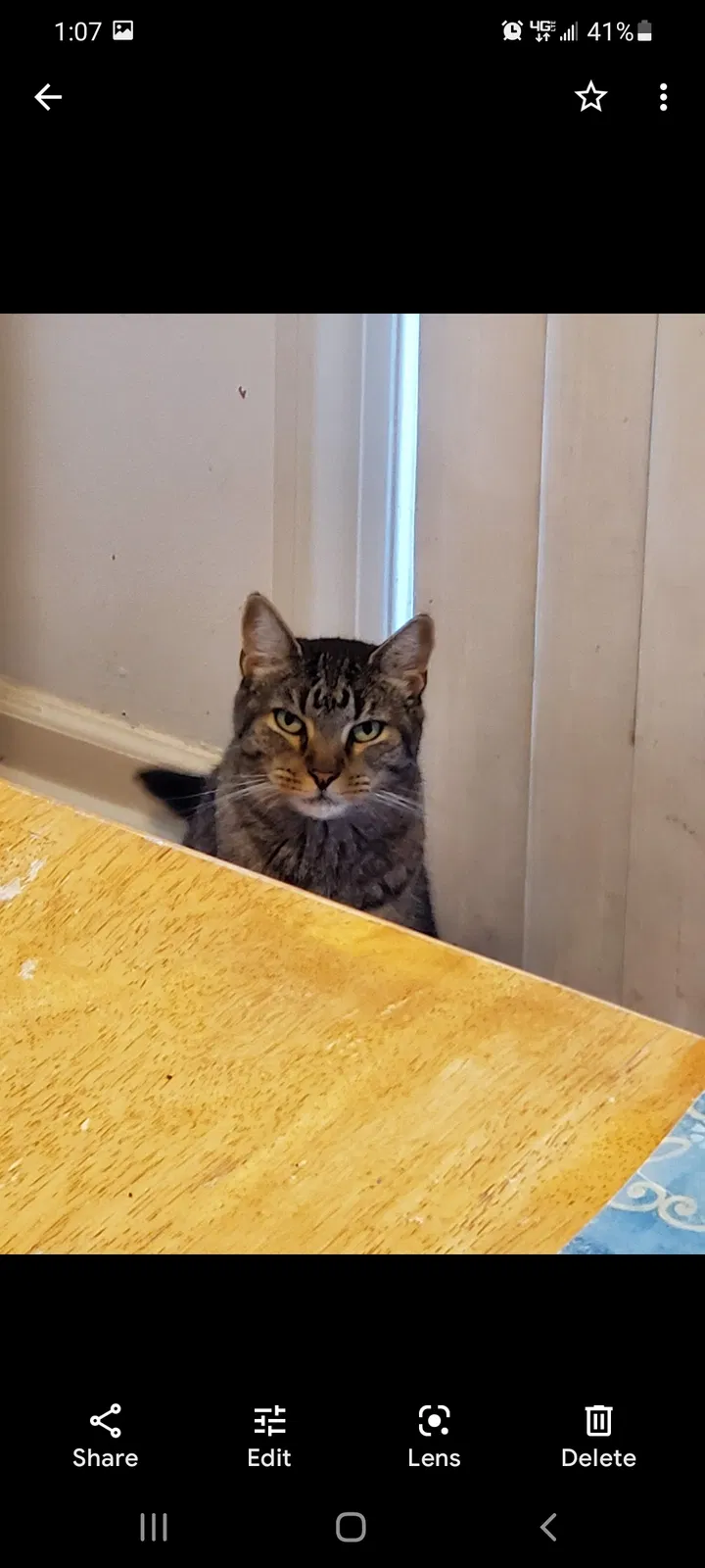 Lost cat in Manheim, PA, 17545