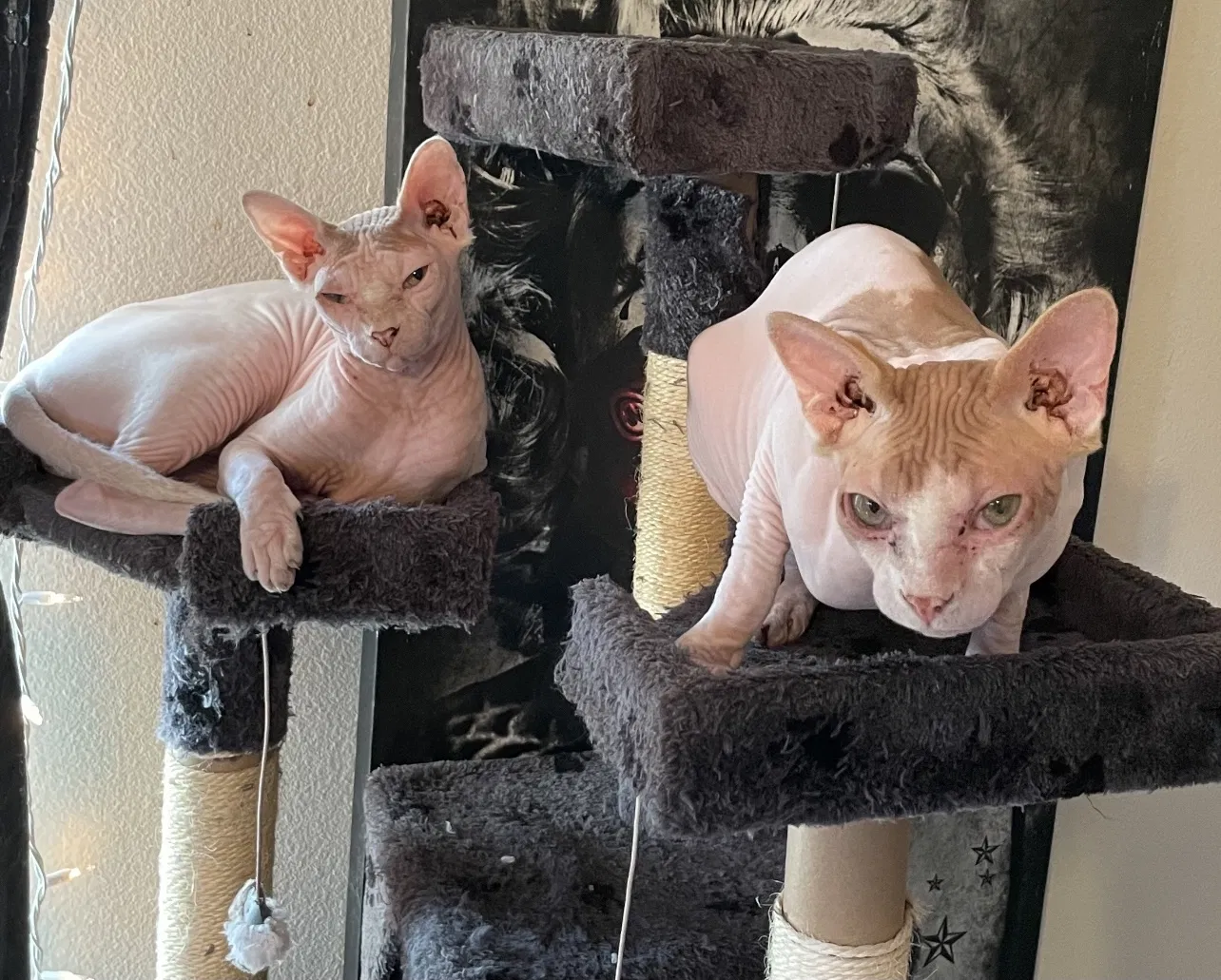 Lost cat in Fountain Valley, CA, 92708