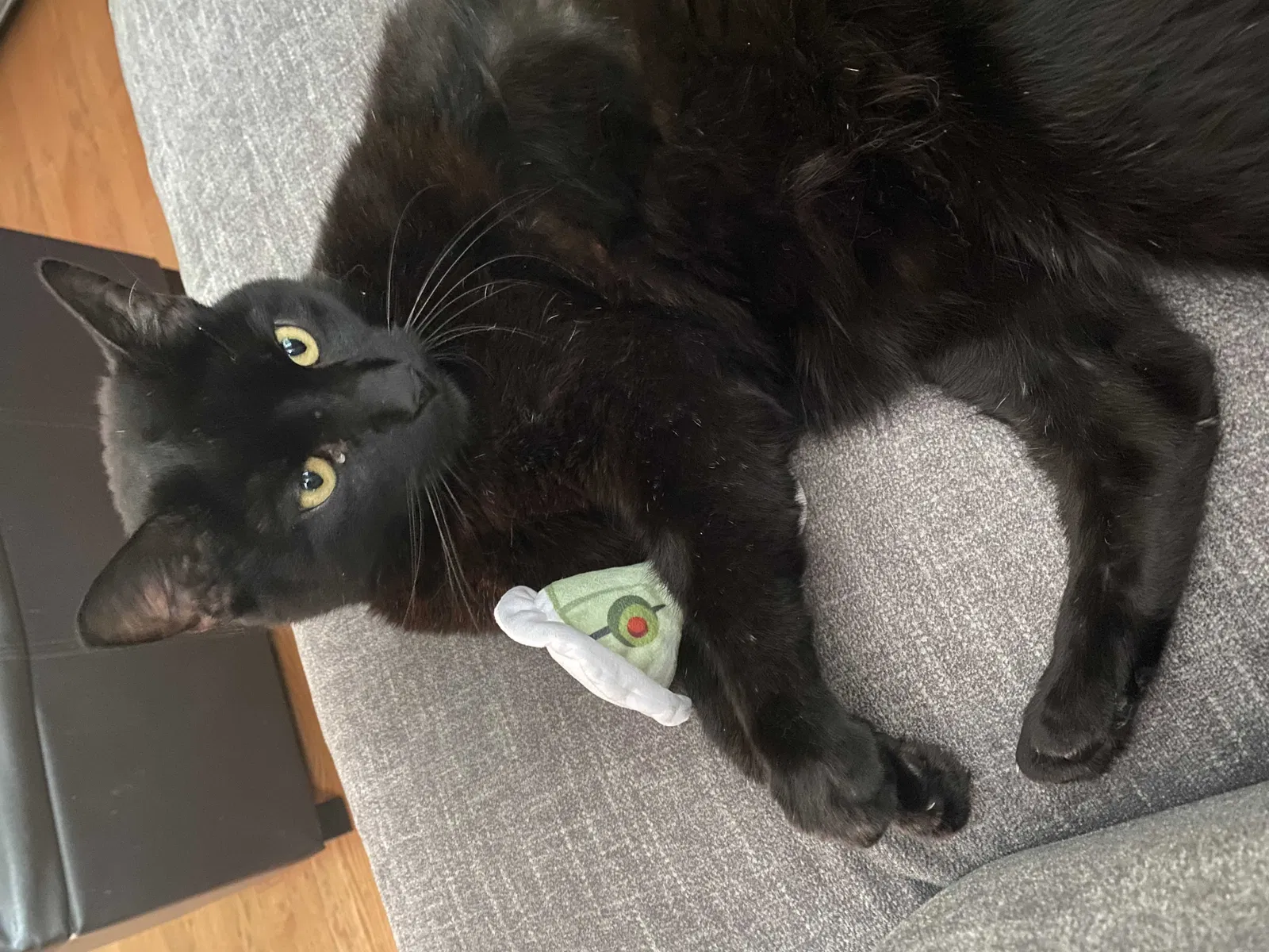 Lost cat in Durham, NC, 27703