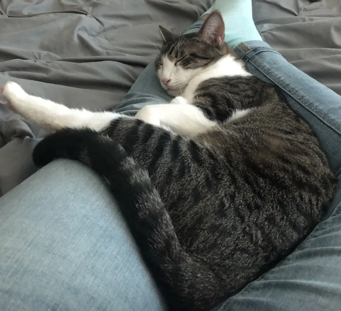 Lost cat in Corpus Christi, TX, 78414