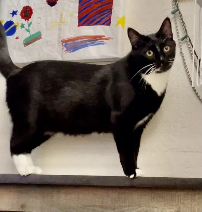 Lost cat in Dunedin, FL, 34698
