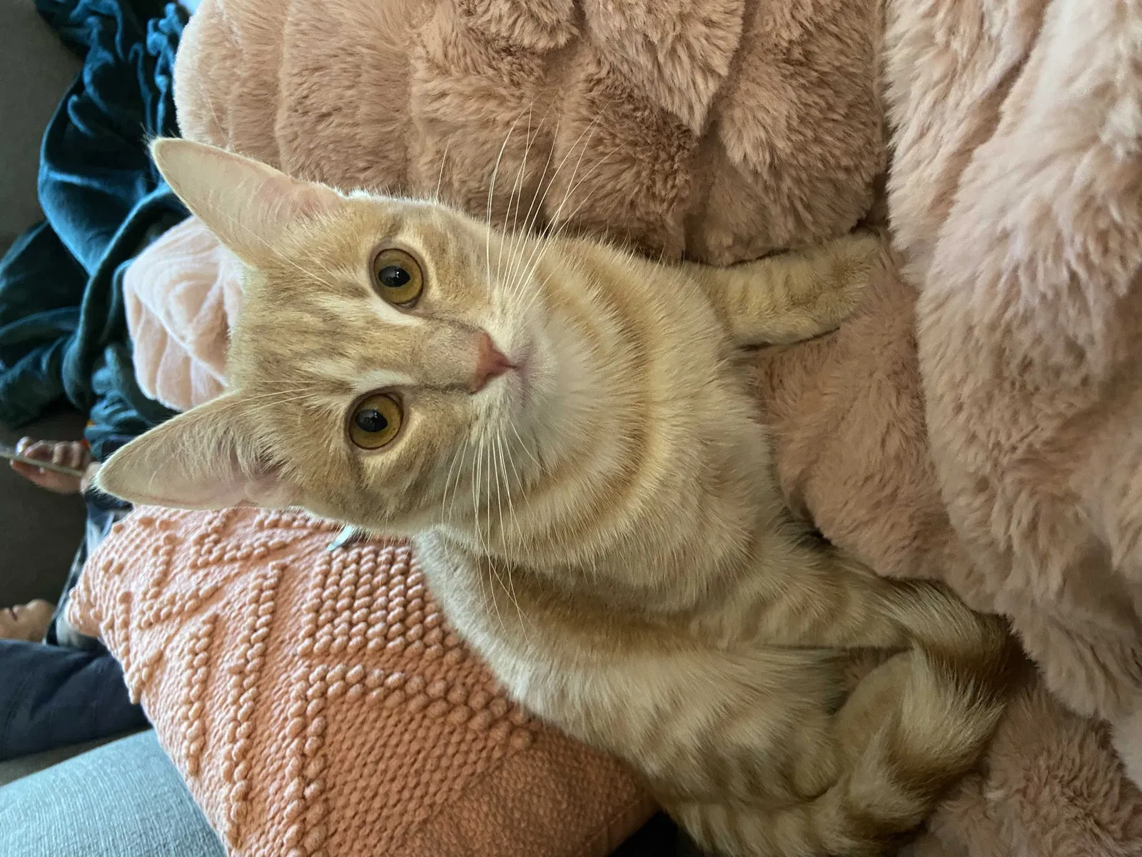 Lost cat in Nashville, TN, 37215