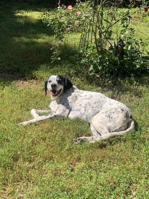 Lost dog in Star, NC, 27356