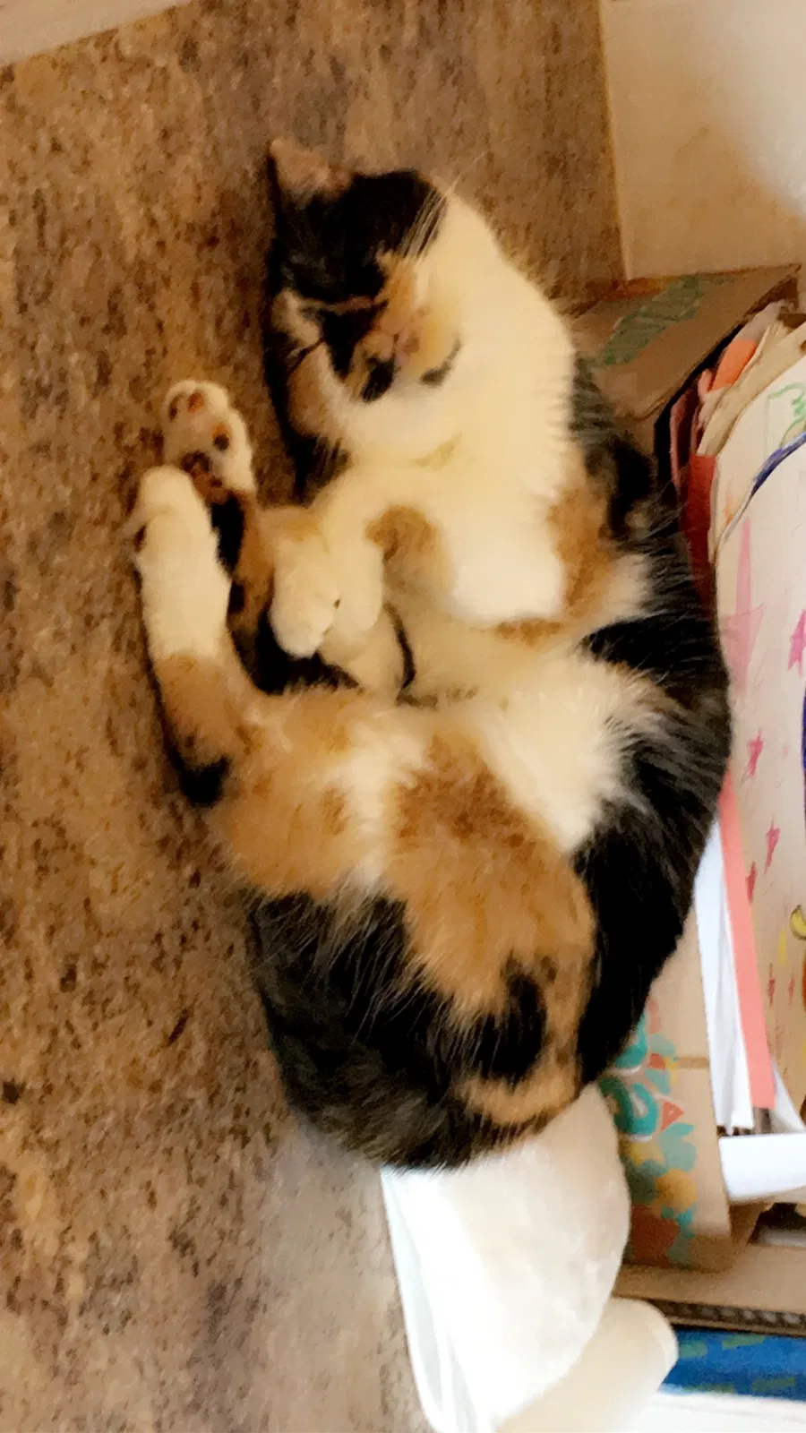 Lost cat in Manhattan, KS, 66502