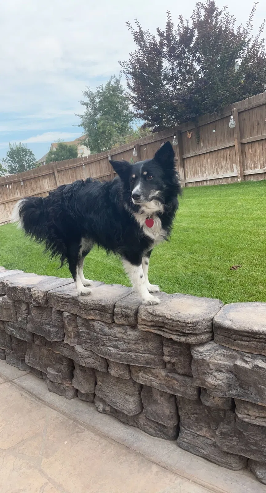 Lost dog in Commerce City, CO, 80022