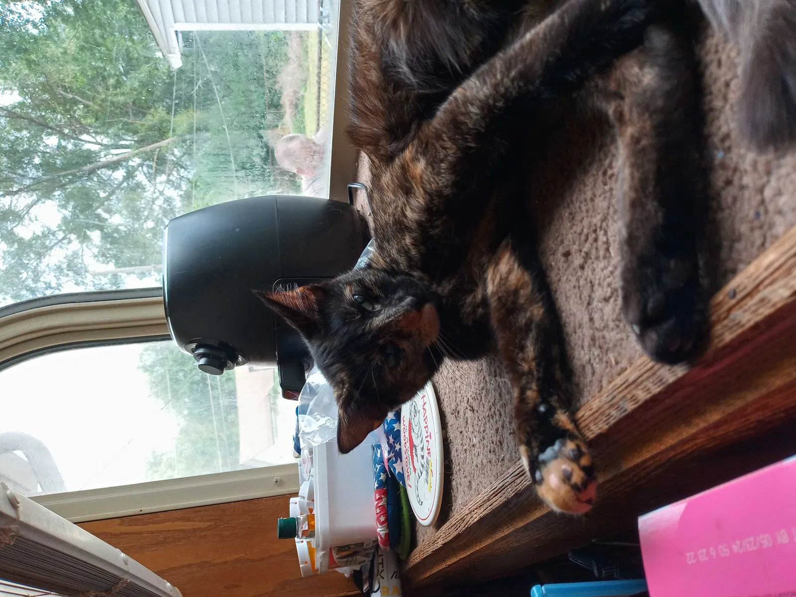 Lost cat in Indianapolis, IN, 46241