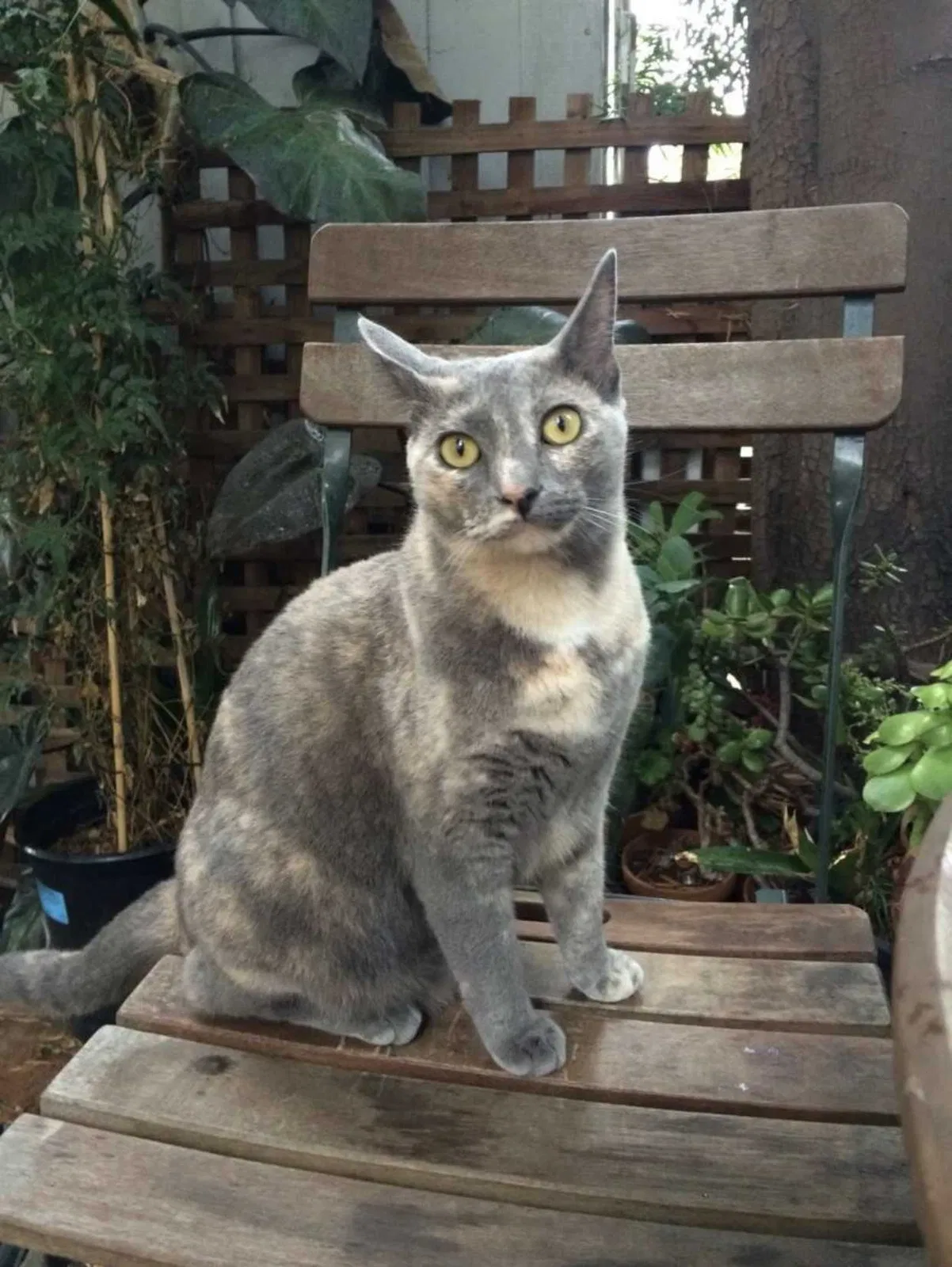 Lost cat in Spring Valley, CA, 91978
