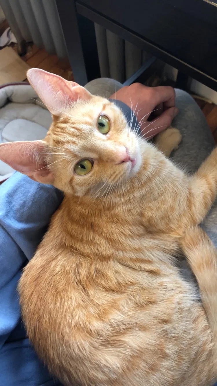 Lost cat in Framingham, MA, 1702