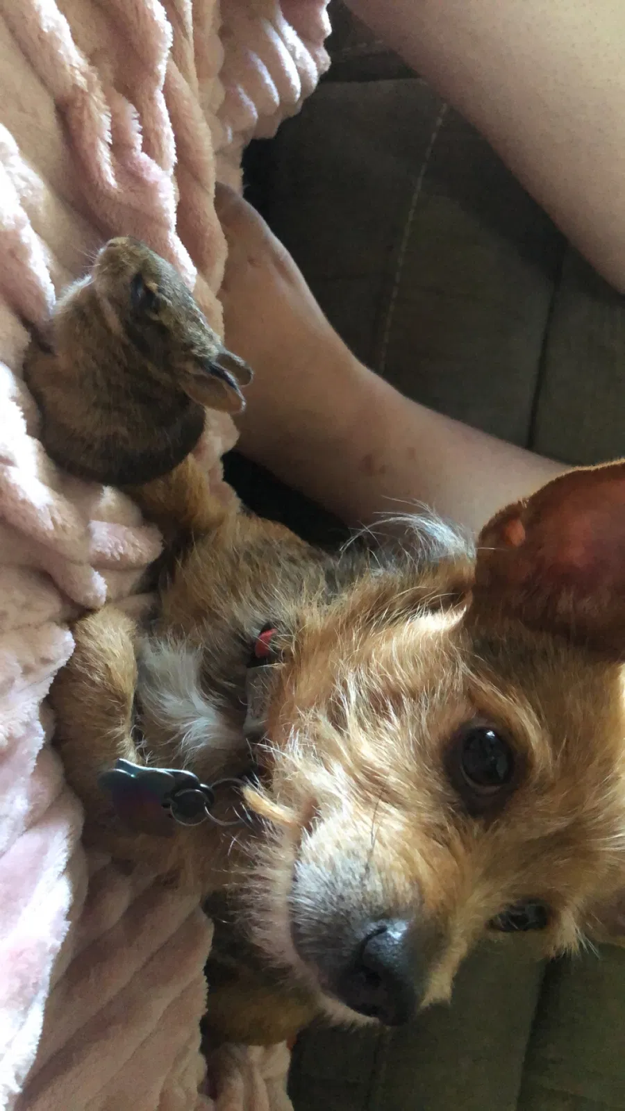 Lost dog in Vancouver, WA, 98685