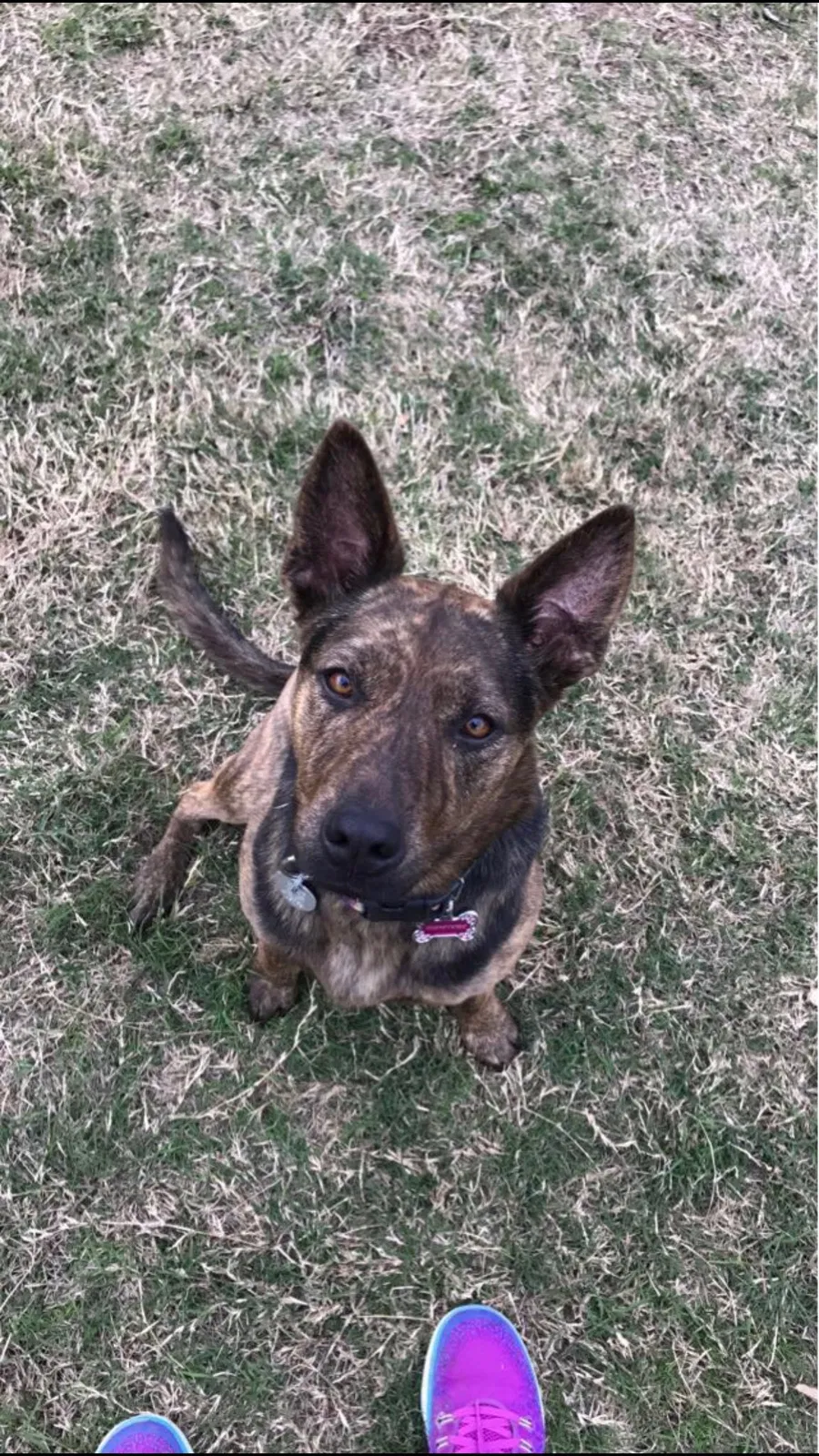Lost dog in Corpus Christi, TX, 78404