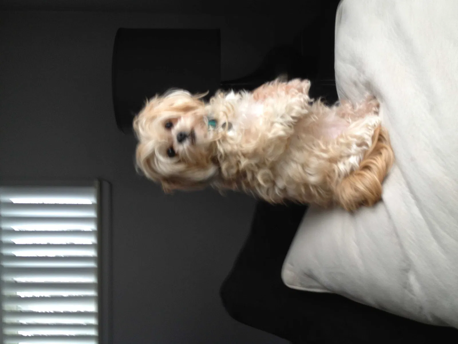 Lost dog in West Bloomfield, MI, 48323