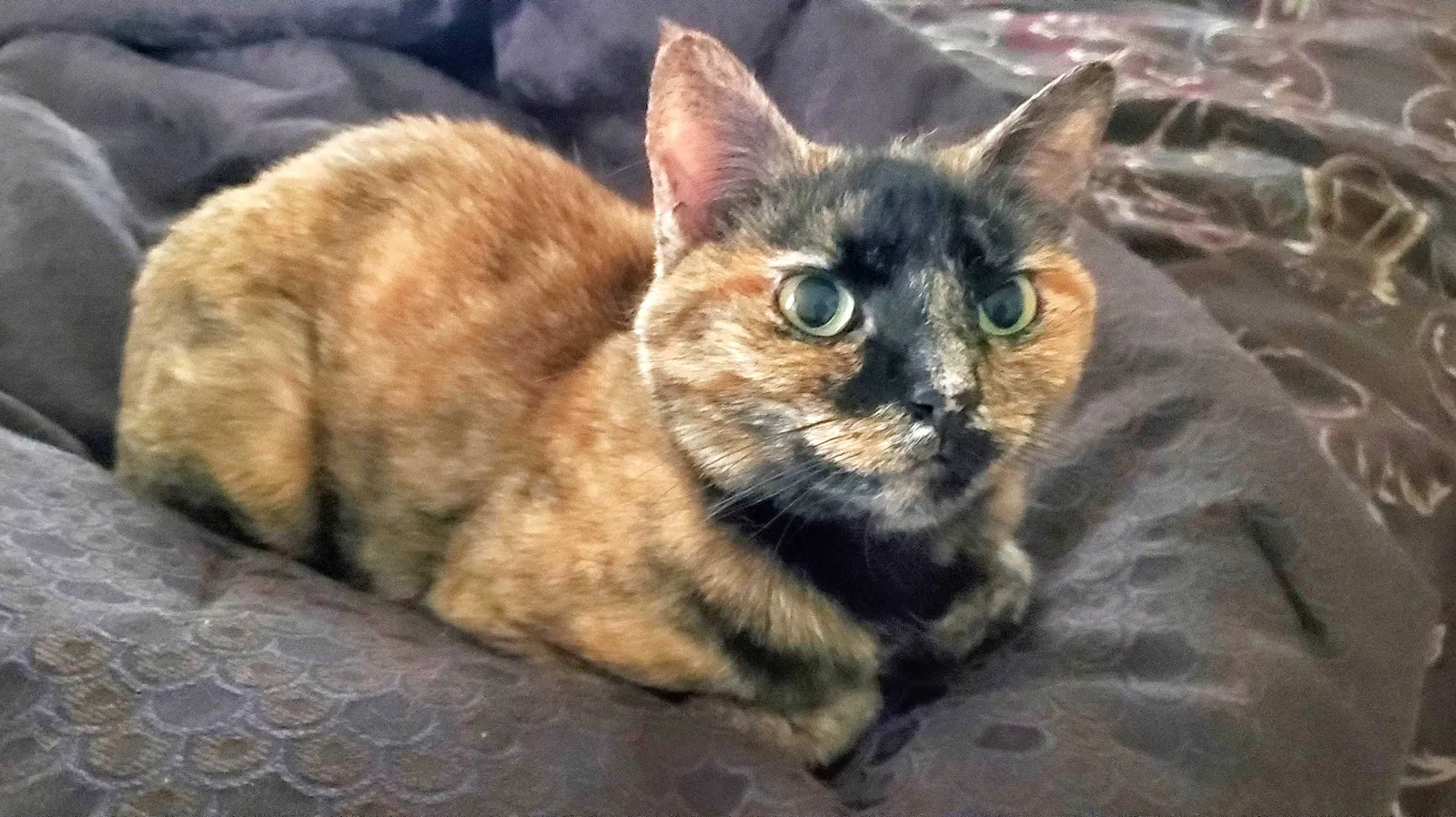 Lost cat in Norristown, PA, 19403