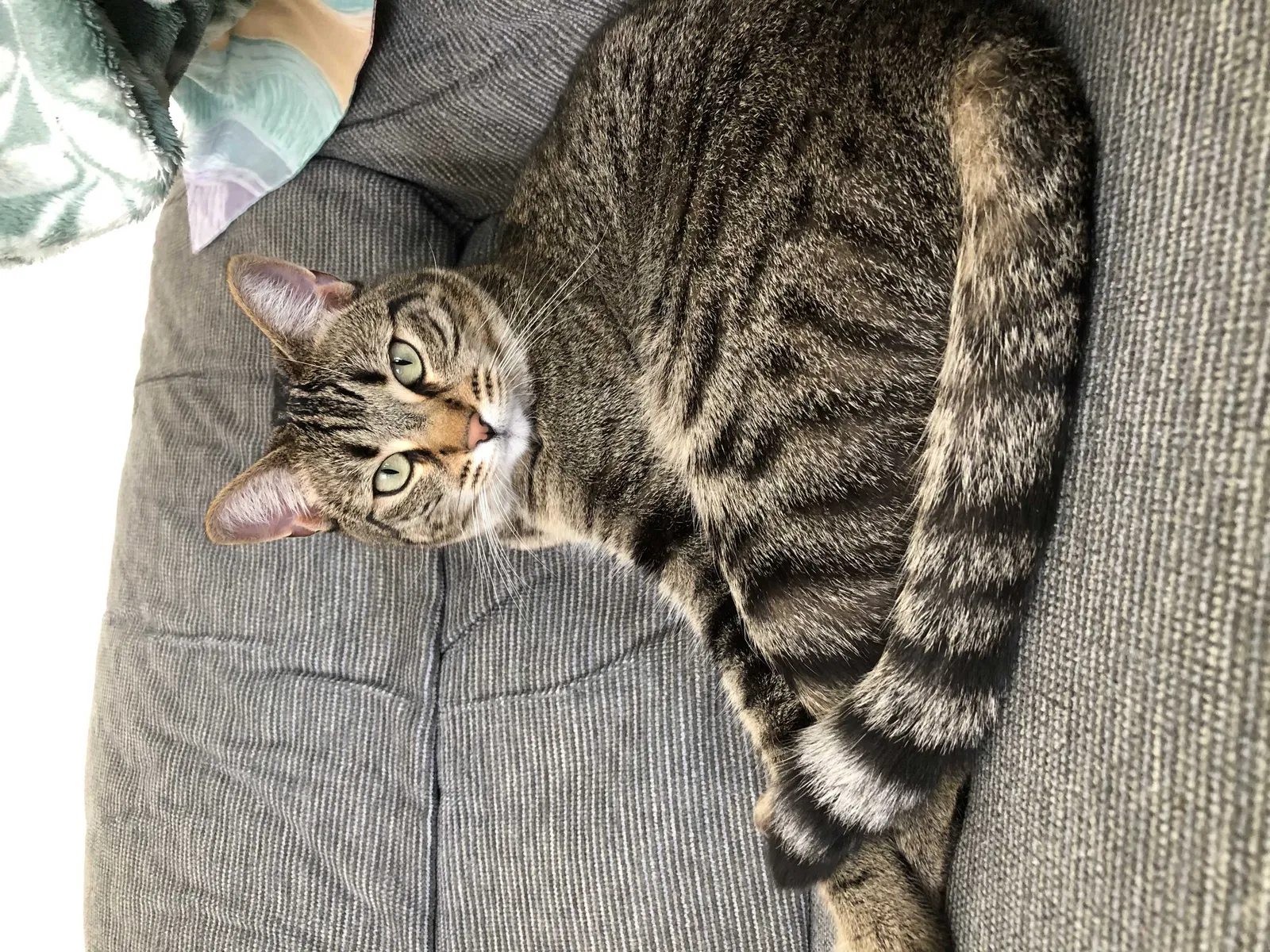 Lost cat in Bonita, CA, 91902