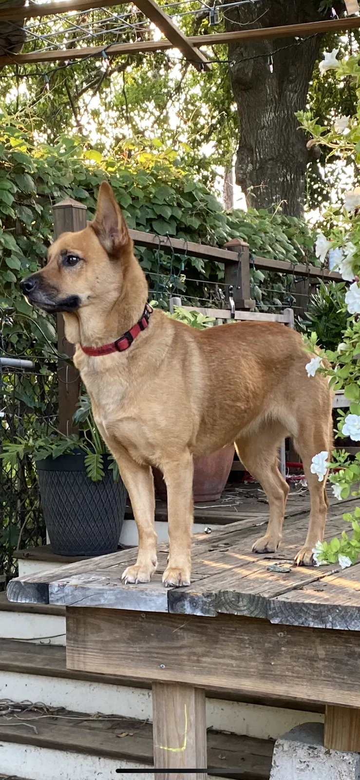 Lost dog in Richmond, TX, 77469