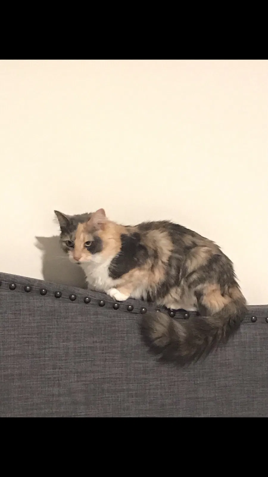Lost cat in Mascot, TN, 37806