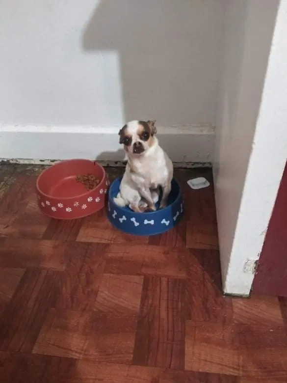 Lost dog in Dayton, OH, 45403