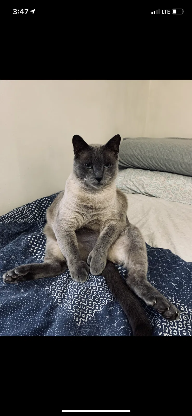 Lost cat in Dorchester Center, MA, 2124