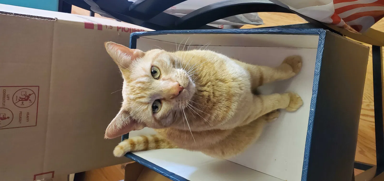Lost cat in Meadow Vista, CA, 95722