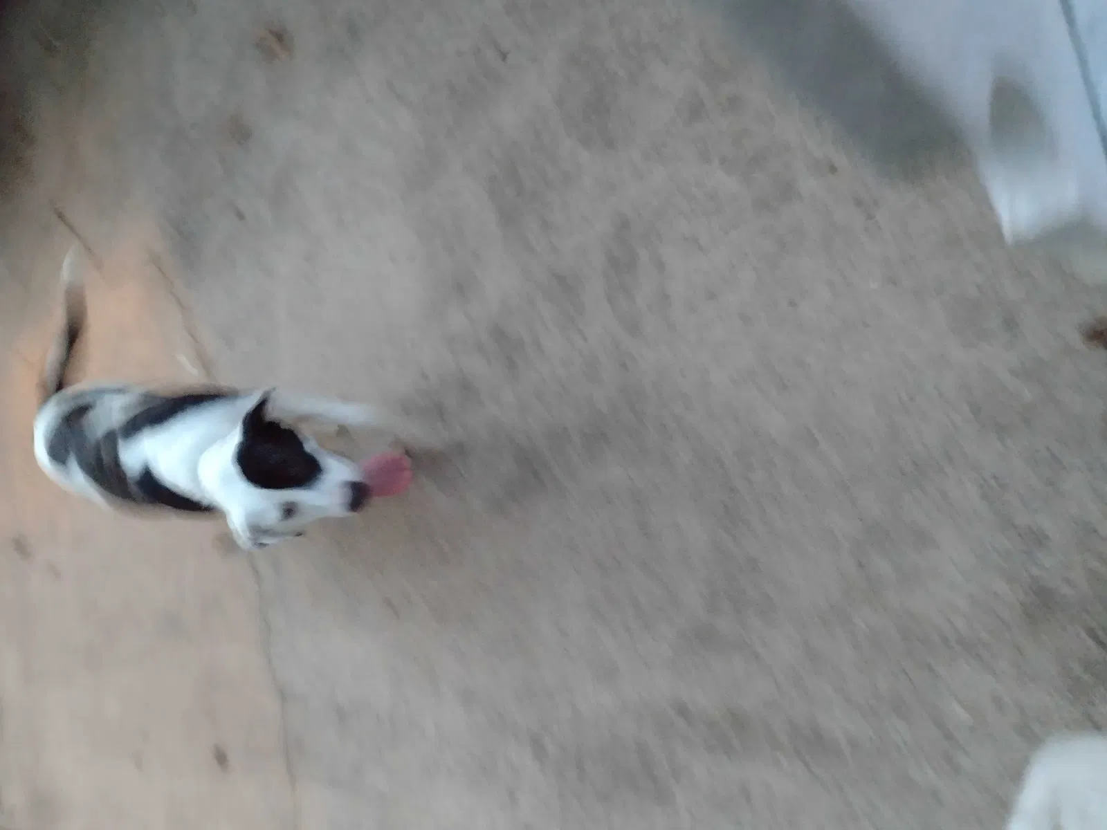 Found dog in North Little Rock, AR, 72118